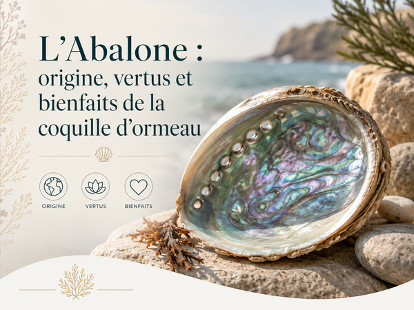 L’Abalone : origine, vertus et bienfaits de la coquille d’ormeau