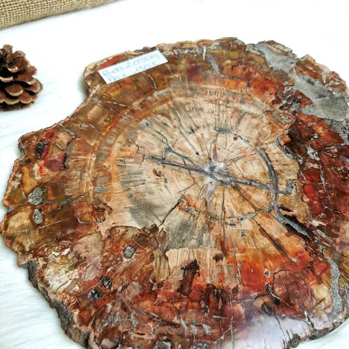 Tranches de bois fossilisé