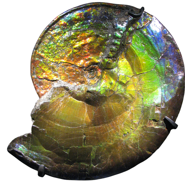 Ammolite