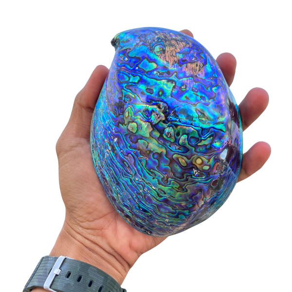 Abalone