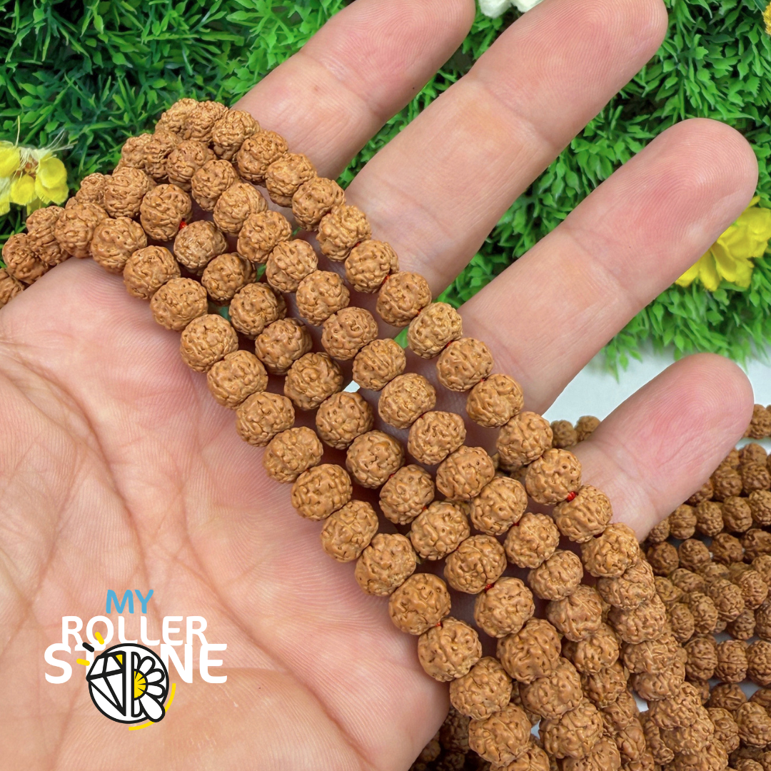 Graines de Rudraksha