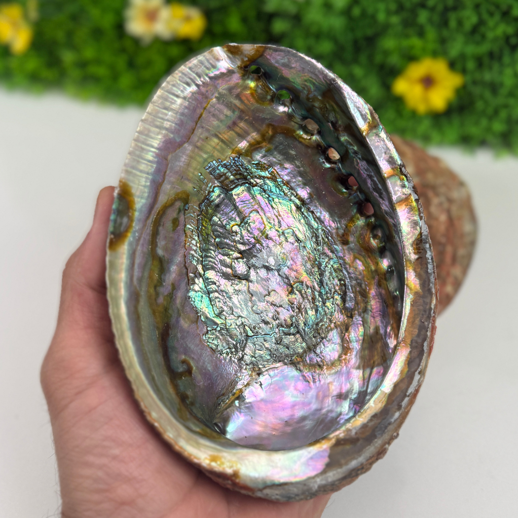 Ormeau Coquillage