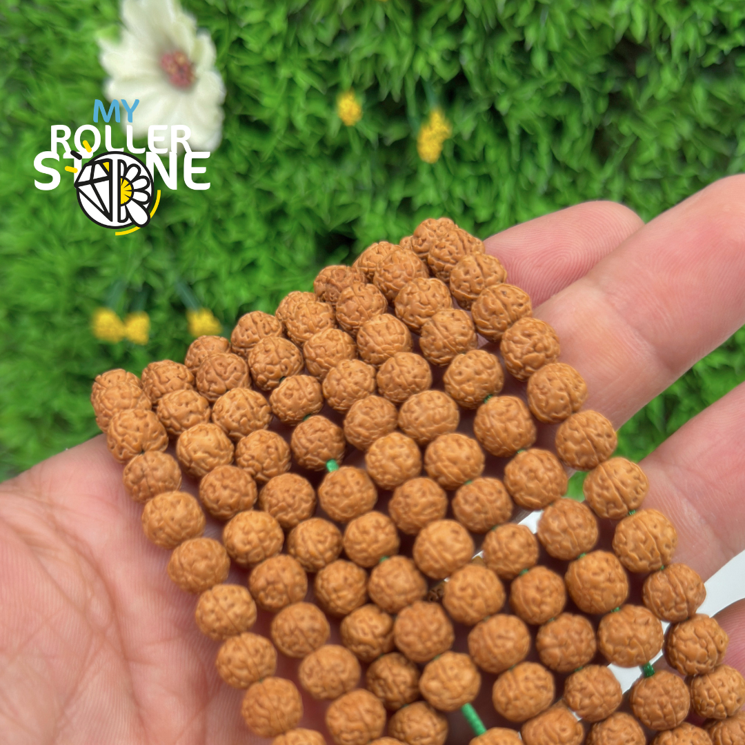 Graines de Rudraksha