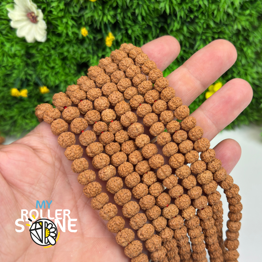 Graines de Rudraksha