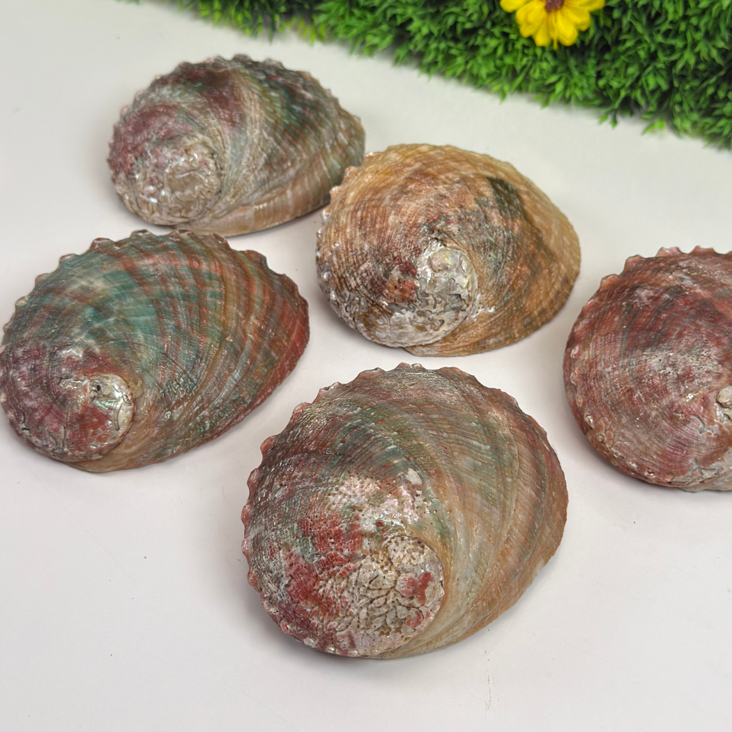 Ormeau Coquillage