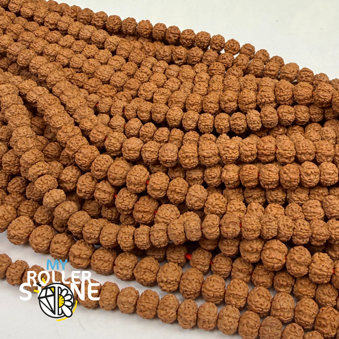 Graines de Rudraksha