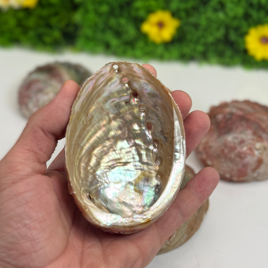 Ormeau Coquillage
