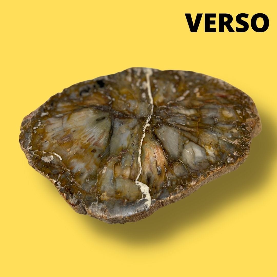 Bois fossilisé #1 - Pierres et fossiles