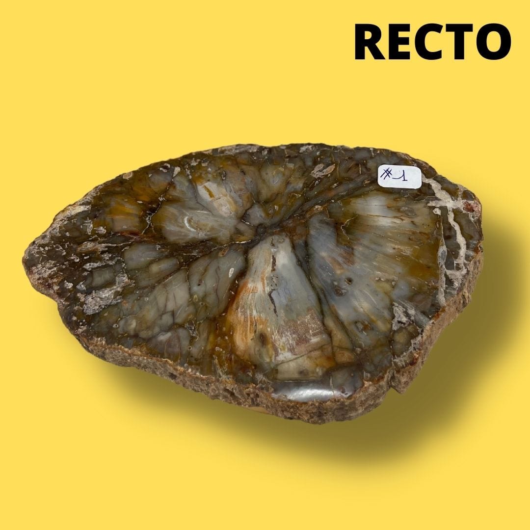 Bois fossilisé #1 - Pierres et fossiles