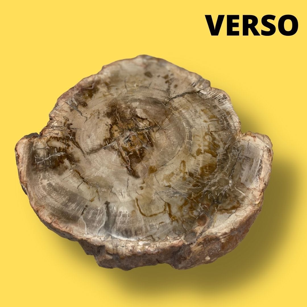 Bois fossilisé #11 - Pierres et fossiles