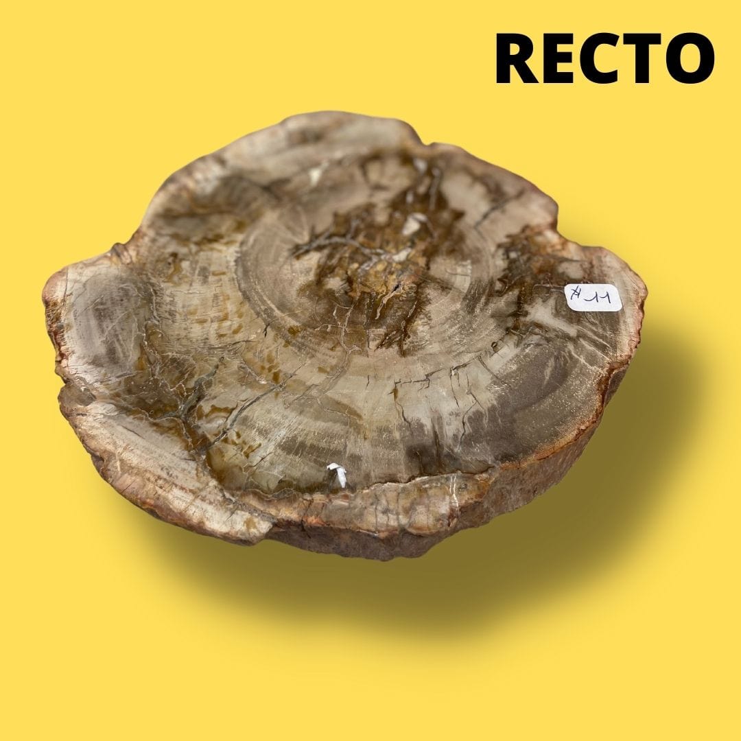 Bois fossilisé #11 - Pierres et fossiles