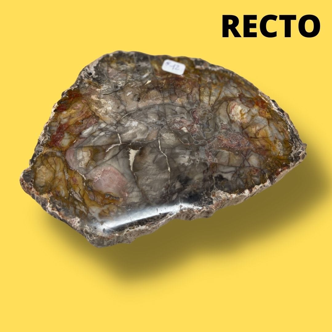 Bois fossilisé #12 - Pierres et fossiles