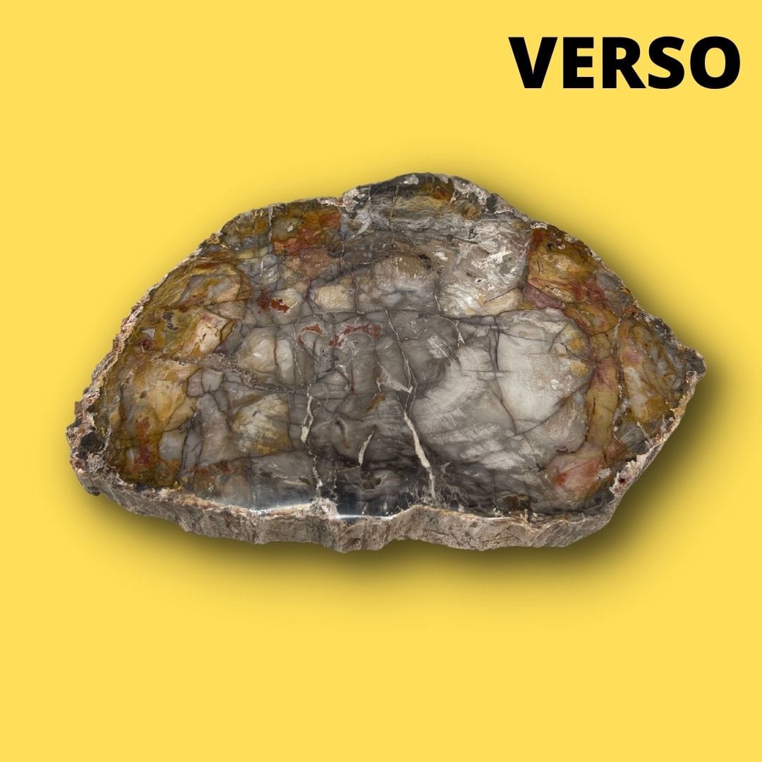 Bois fossilisé #12 - Pierres et fossiles