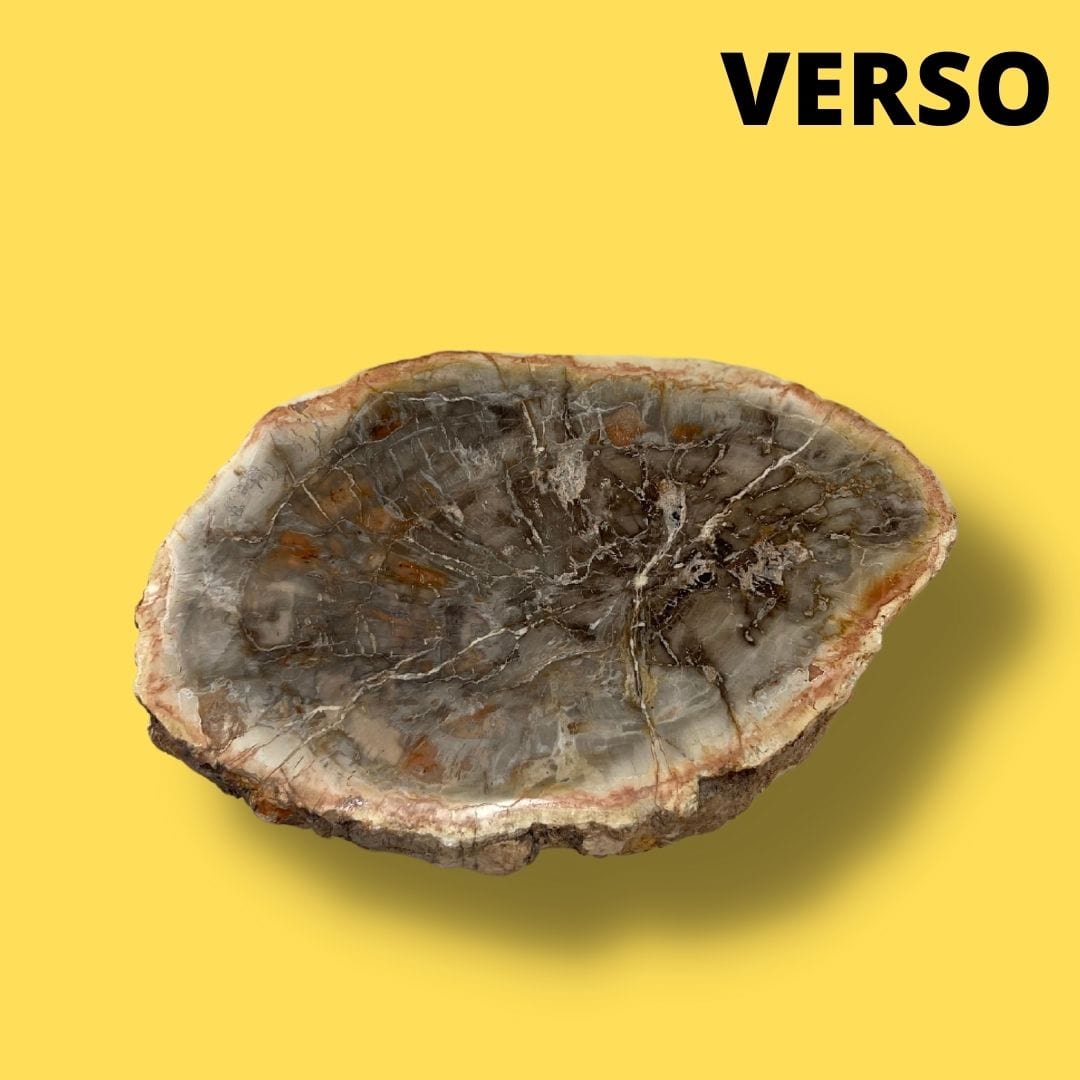 Bois fossilisé #13 - Pierres et fossiles