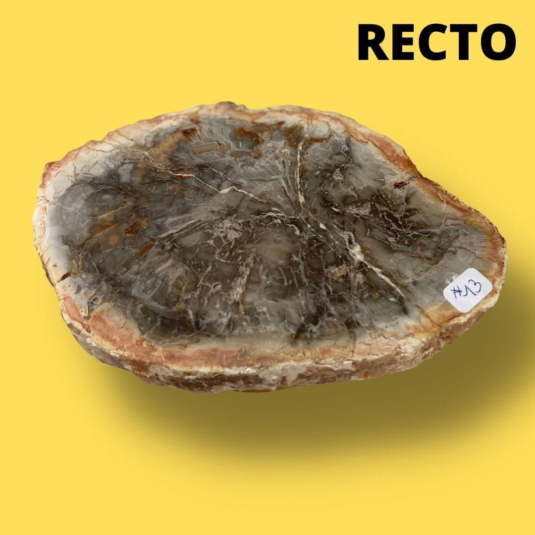 Bois fossilisé #13 - Pierres et fossiles