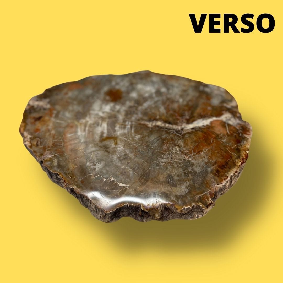 Bois fossilisé #14 - Pierres et fossiles