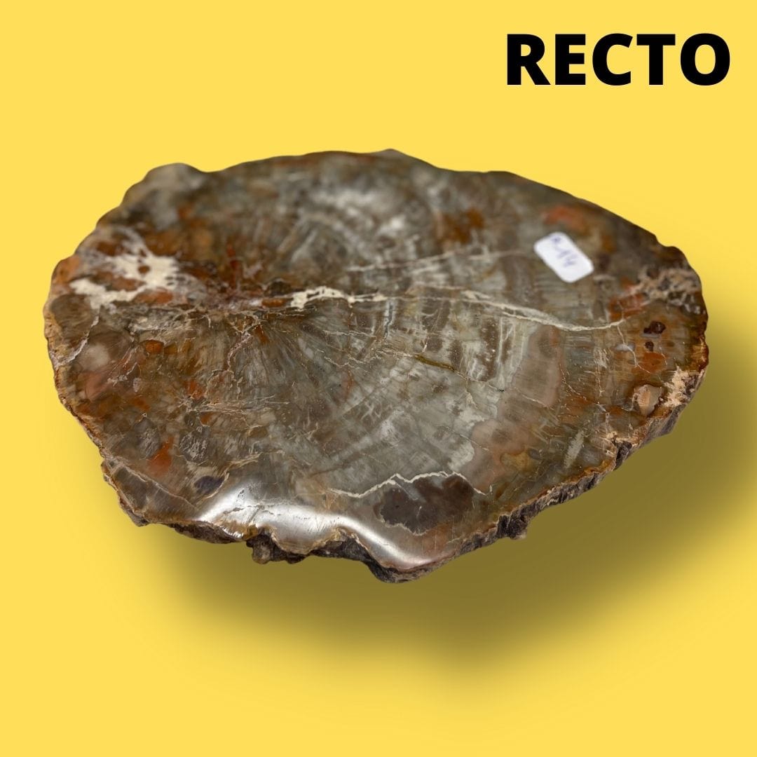 Bois fossilisé #14 - Pierres et fossiles