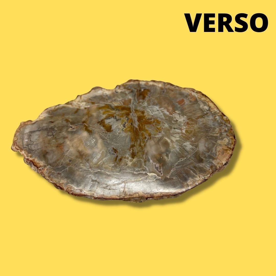 Bois fossilisé #15 - Pierres et fossiles