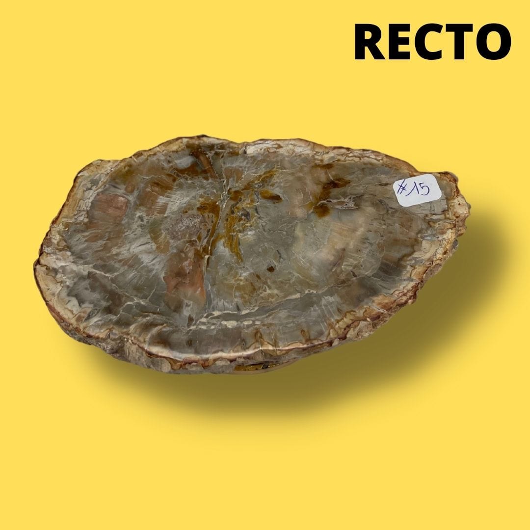 Bois fossilisé #15 - Pierres et fossiles