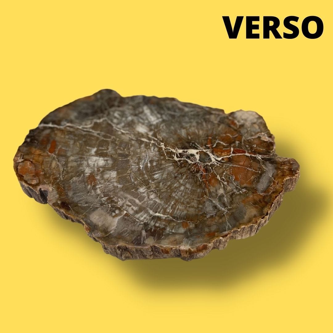 Bois fossilisé #17 - Pierres et fossiles