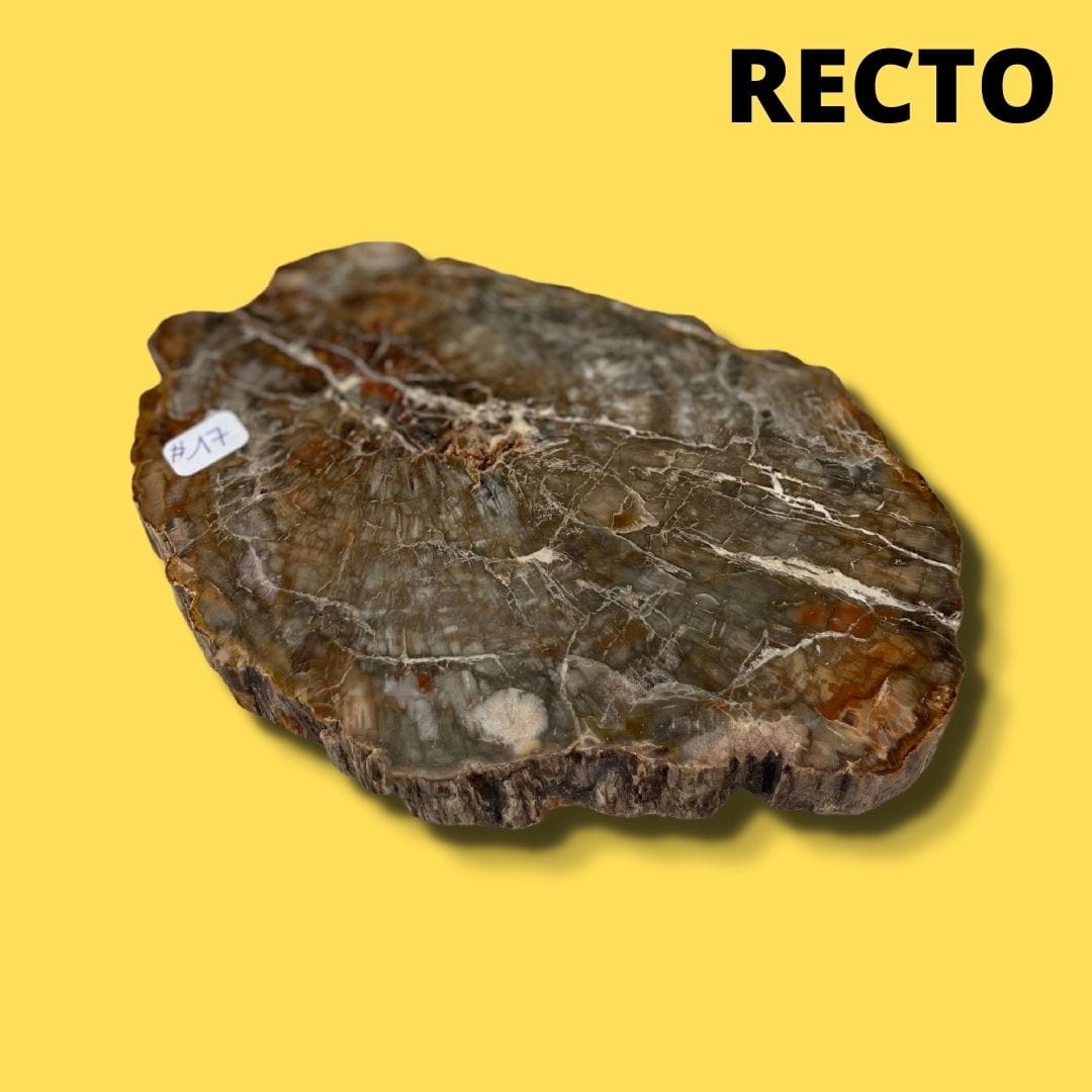 Bois fossilisé #17 - Pierres et fossiles