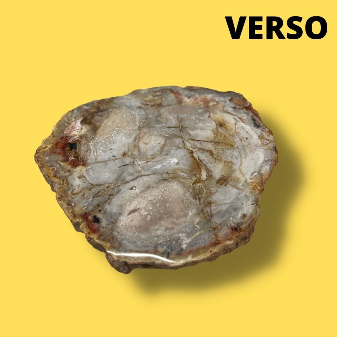 Bois fossilisé #18 - Pierres et fossiles