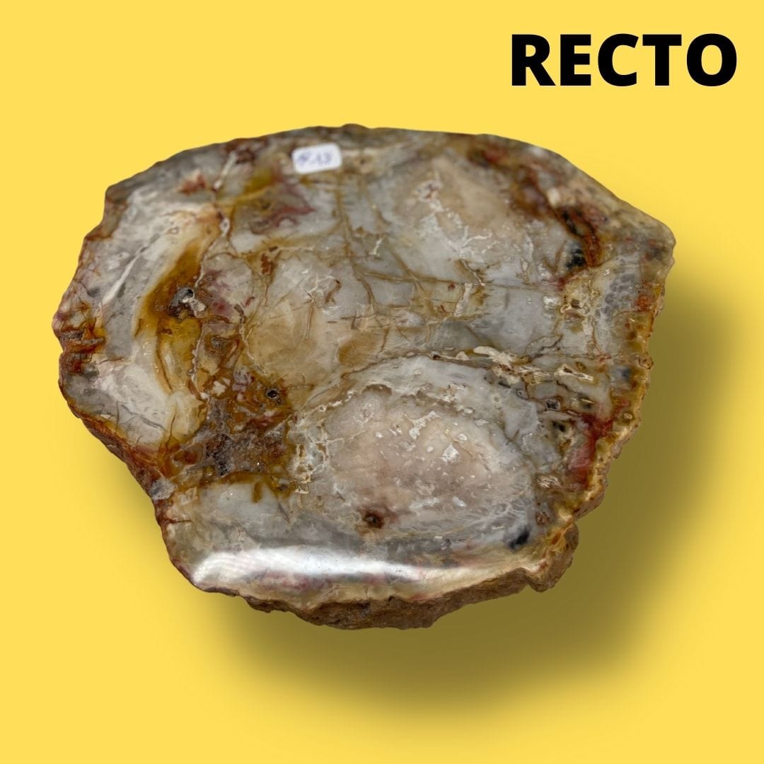 Bois fossilisé #18 - Pierres et fossiles