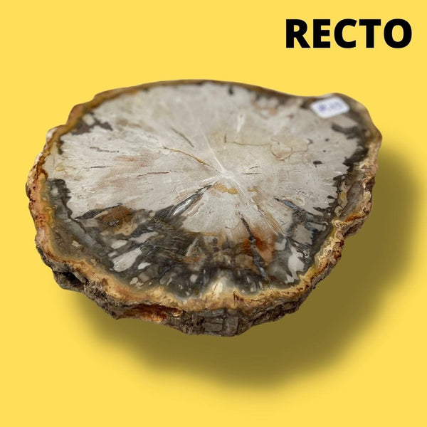 Bois fossilisé #19 - Pierres et fossiles