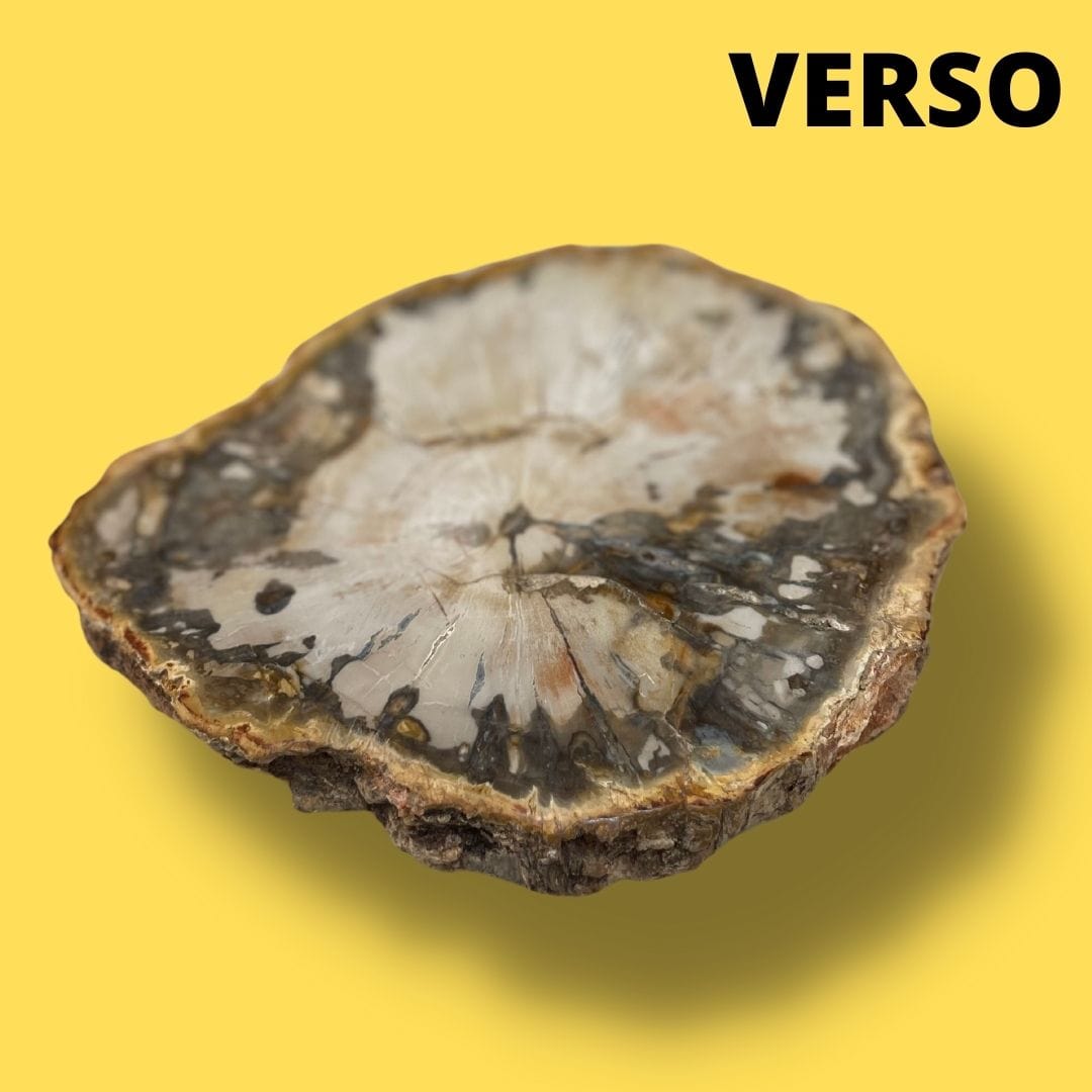 Bois fossilisé #19 - Pierres et fossiles