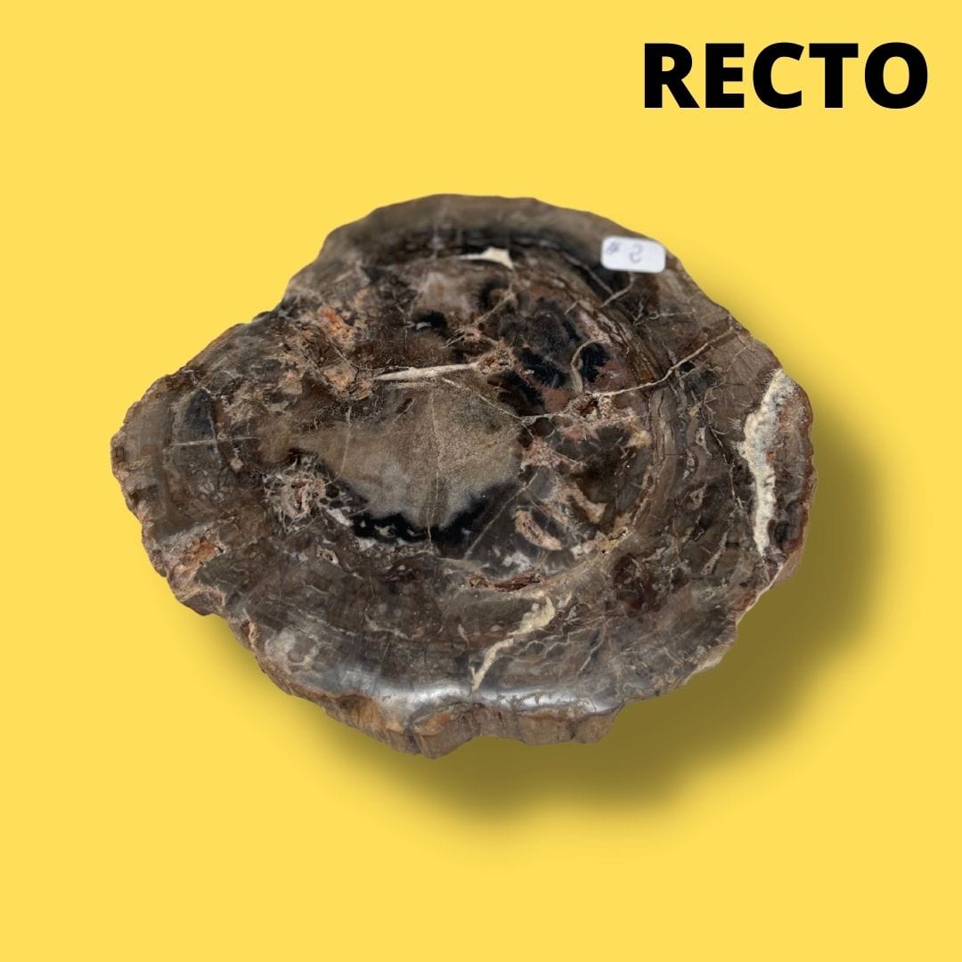 Bois fossilisé #2 - Pierres et fossiles