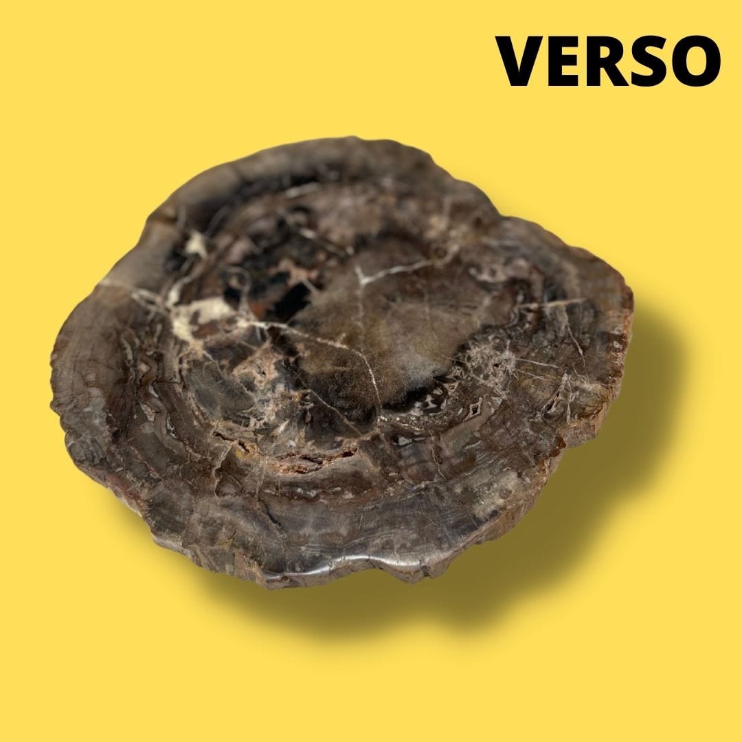 Bois fossilisé #2 - Pierres et fossiles