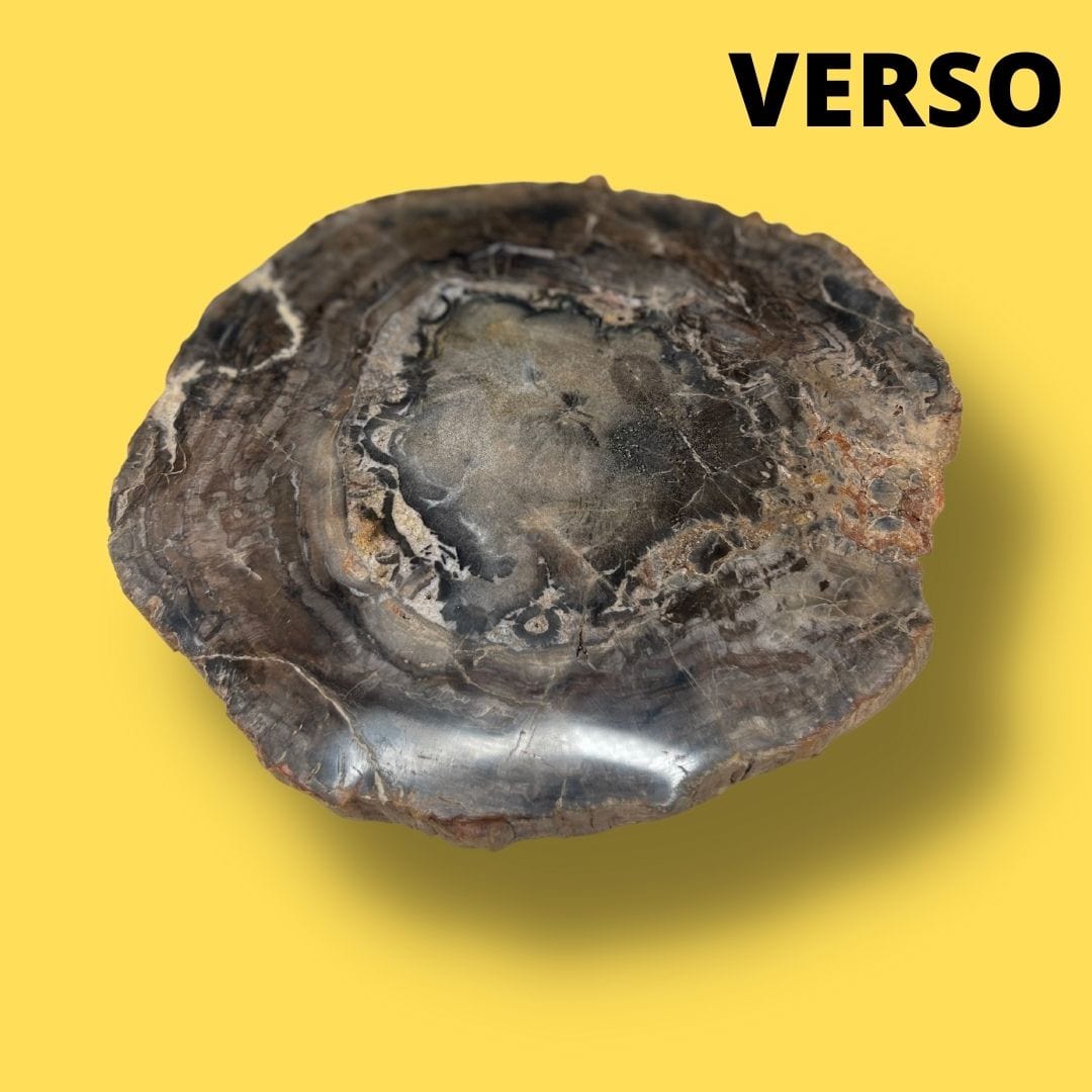 Bois fossilisé #21 - Pierres et fossiles