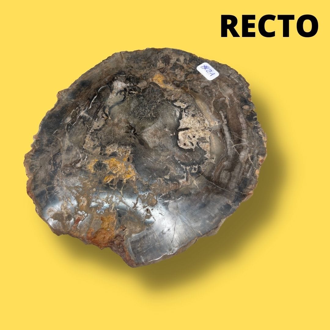 Bois fossilisé #21 - Pierres et fossiles