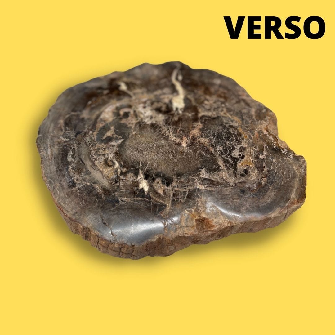 Bois fossilisé #22 - Pierres et fossiles