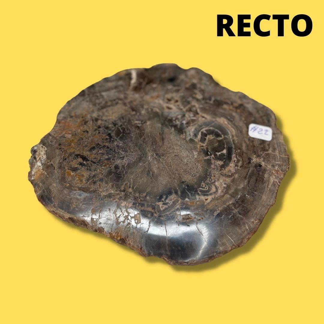 Bois fossilisé #22 - Pierres et fossiles