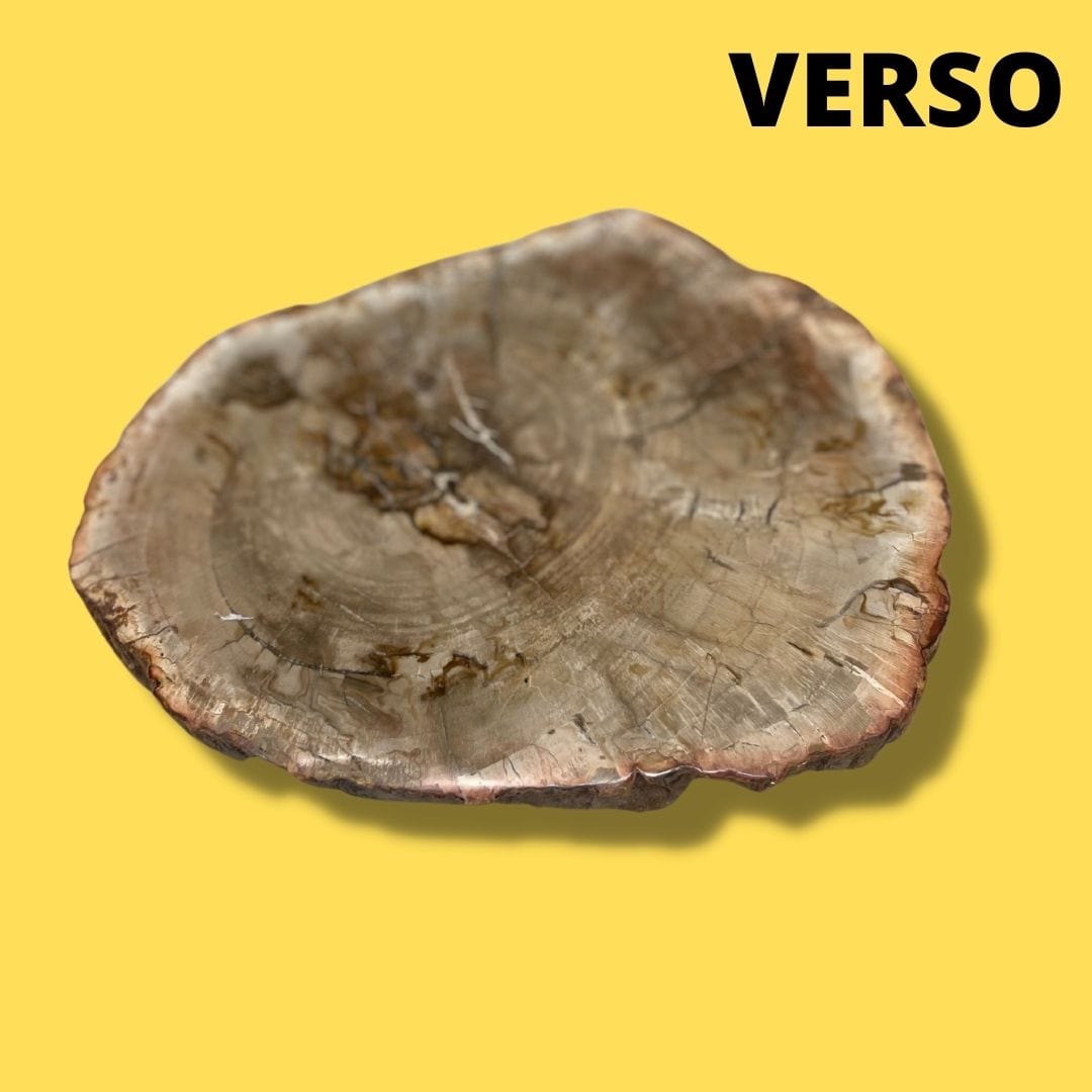 Bois fossilisé #4 - Pierres et fossiles