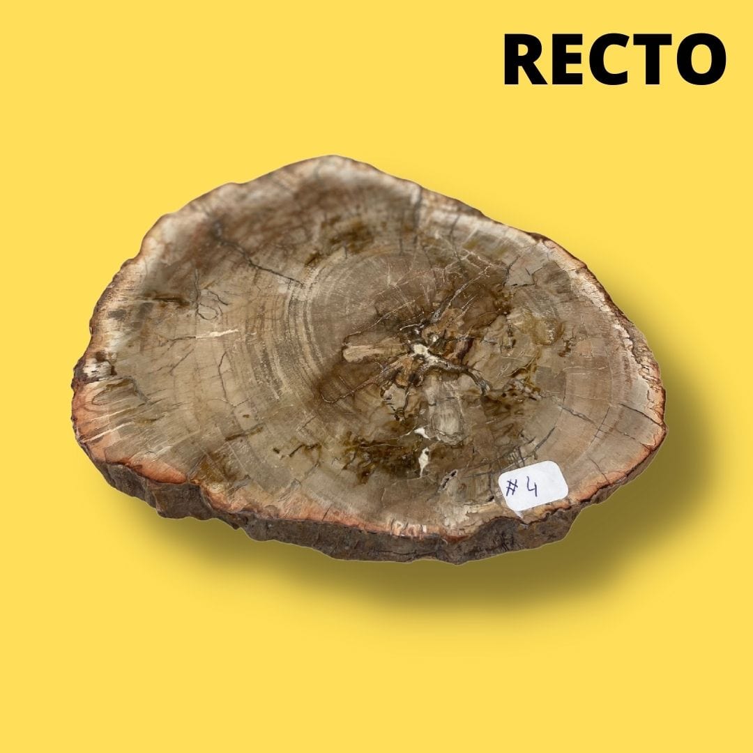 Bois fossilisé #4 - Pierres et fossiles