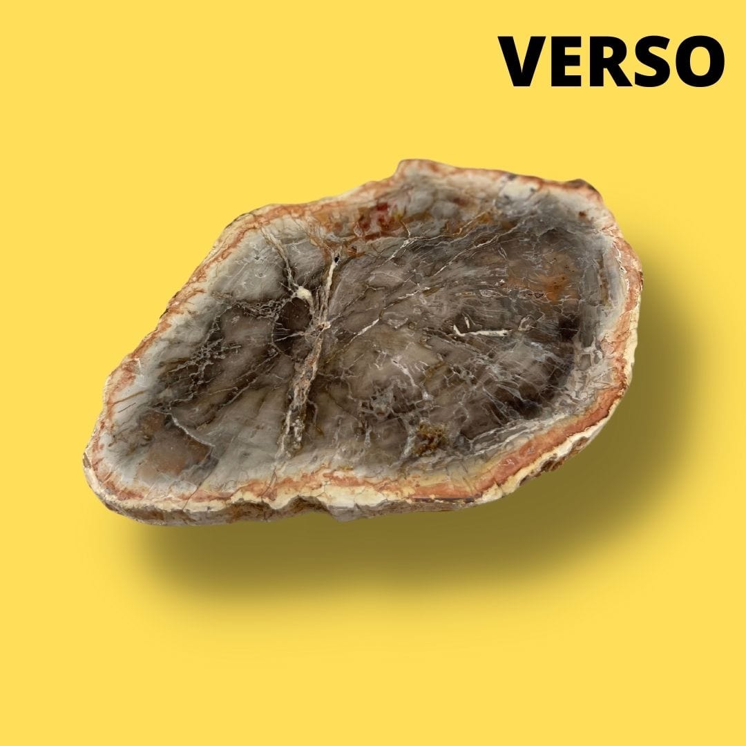 Bois fossilisé #5 - Pierres et fossiles