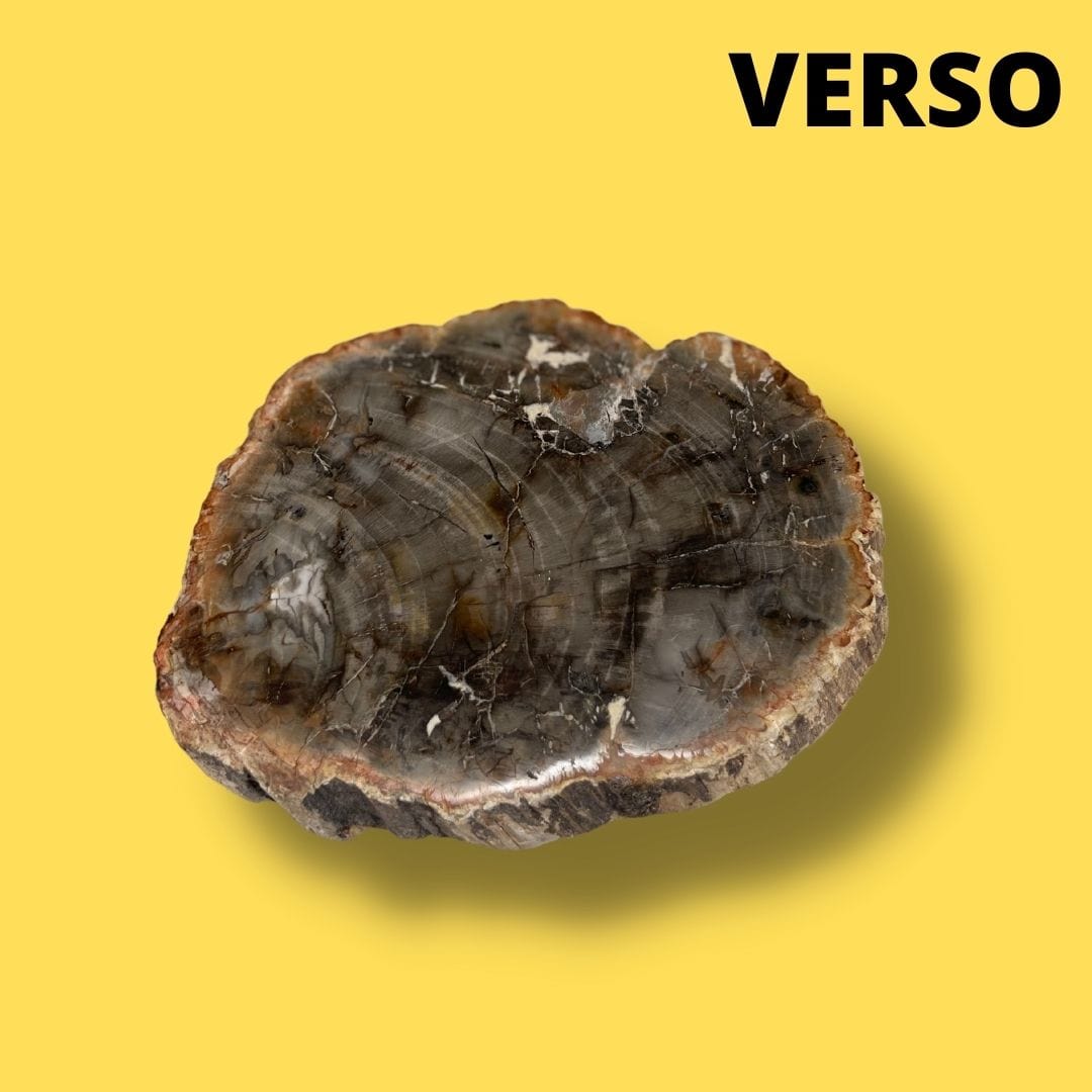 Bois fossilisé #7 - Pierres et fossiles