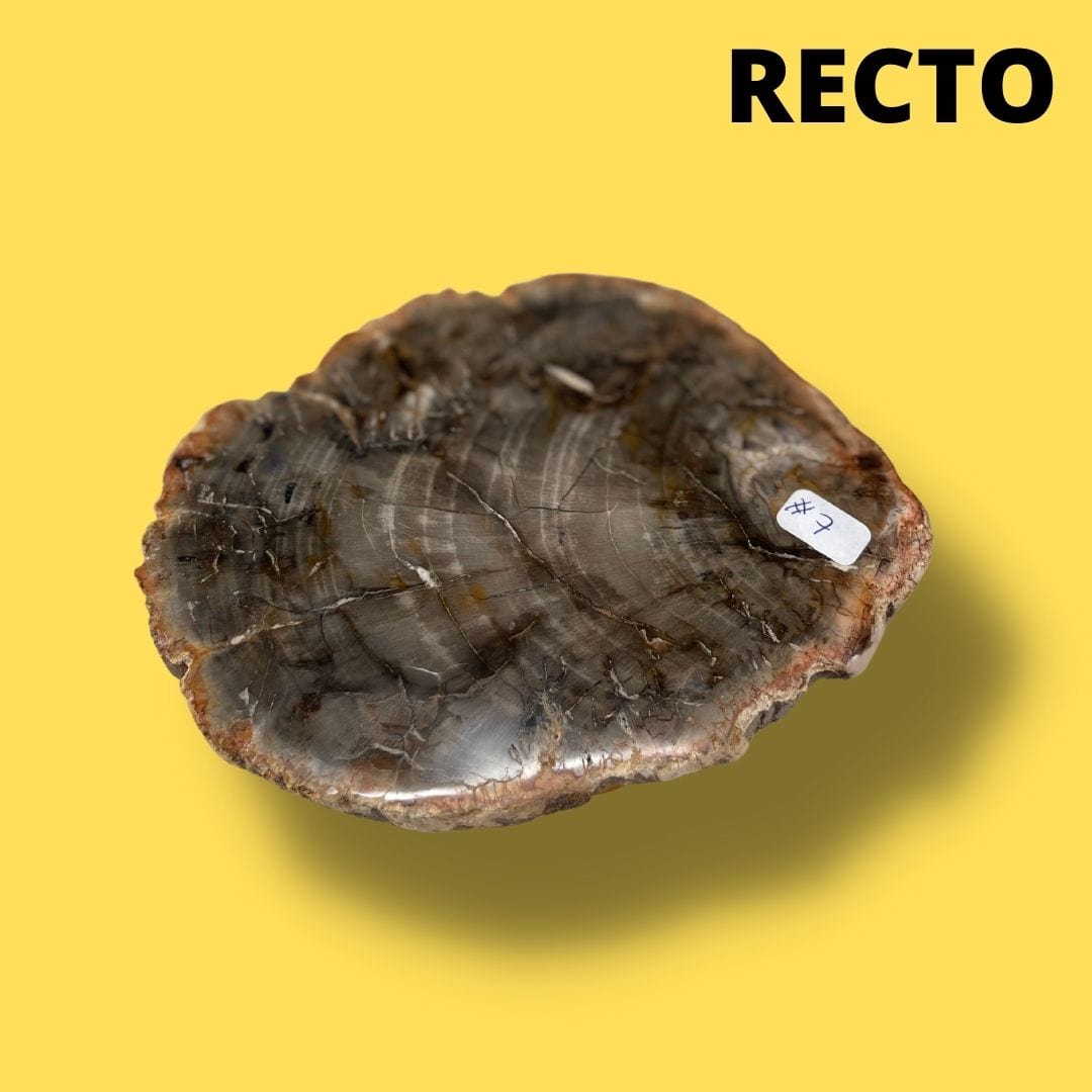 Bois fossilisé #7 - Pierres et fossiles