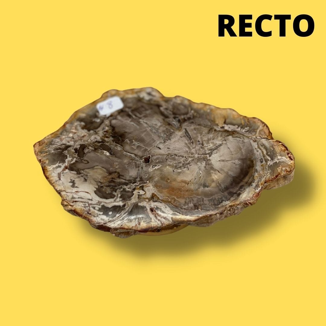 Bois fossilisé #8 - Pierres et fossiles