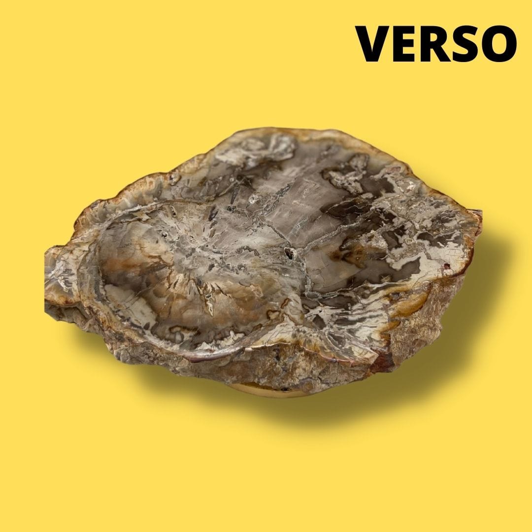 Bois fossilisé #8 - Pierres et fossiles