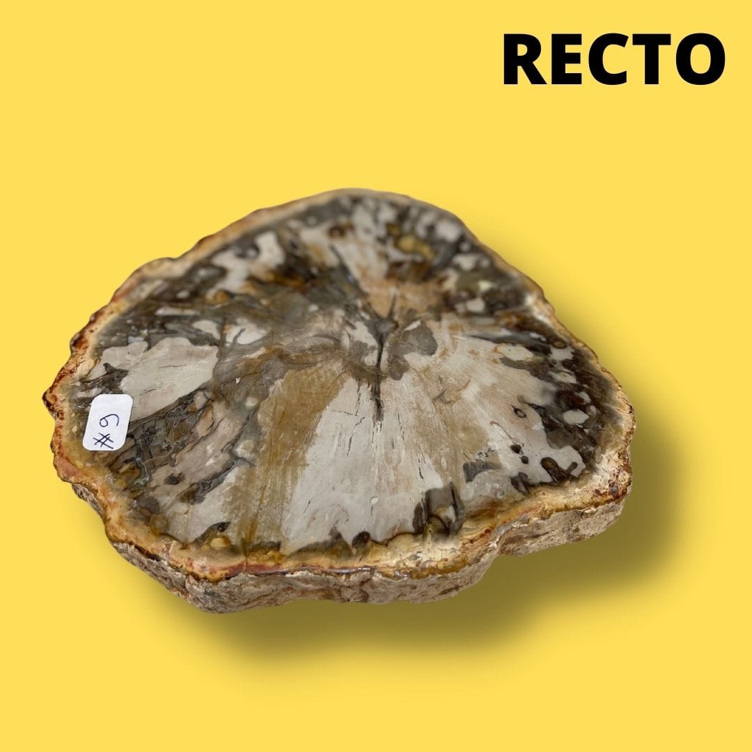 Bois fossilisé #9 - Pierres et fossiles