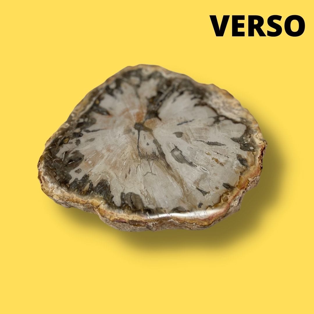 Bois fossilisé #9 - Pierres et fossiles