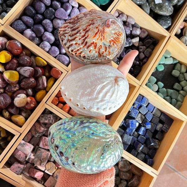 coquille d'ormeaux nacrée 