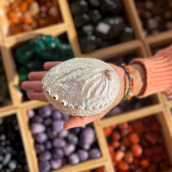 coquille d'ormeaux nacrée 