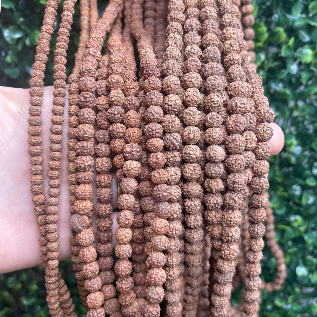 perle Graine de rudraksha