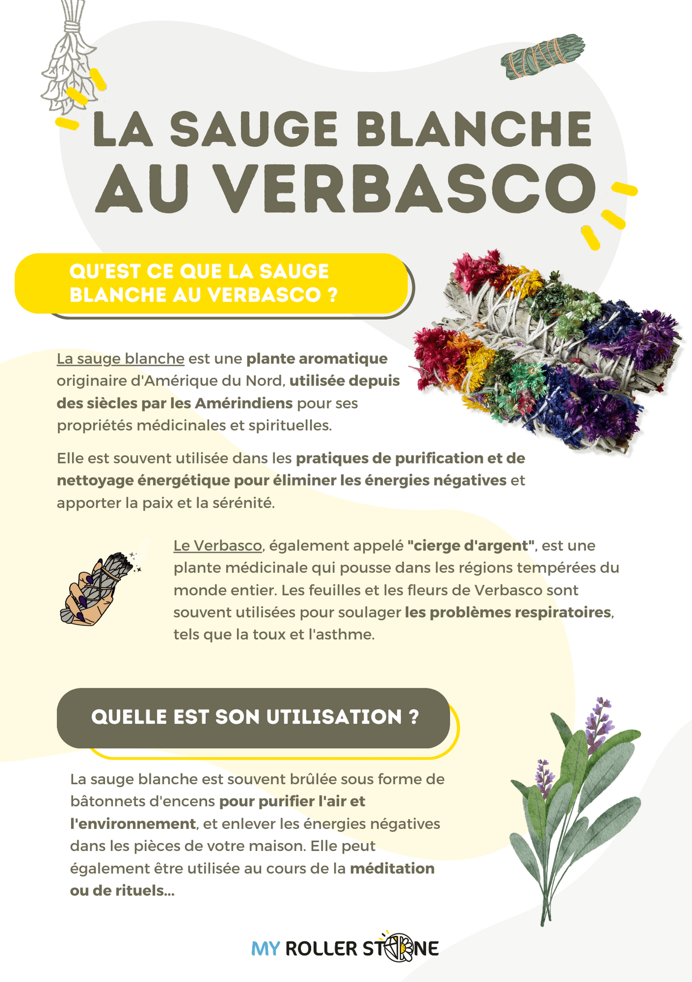 Sauge blanche au Verbasco