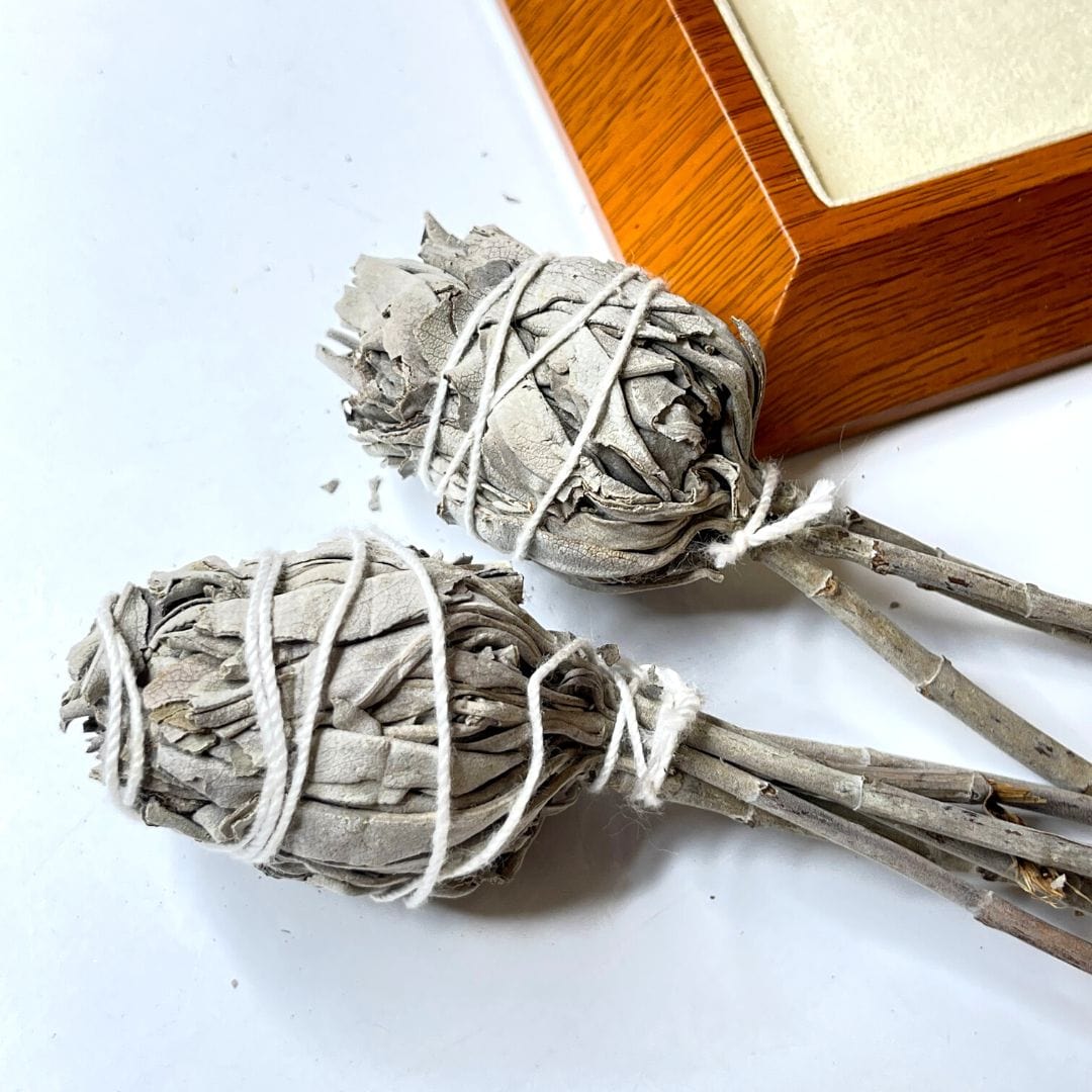 Sauge blanche en Torche